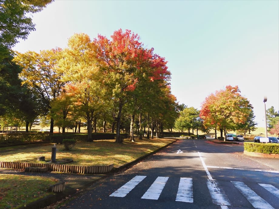 冷え込んで秋雨が降って 常願寺川公園の紅葉急に色づく 立山町 常願寺川公園 立山日和