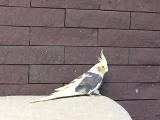 壁をかじるインコ 南向きのバルコニー