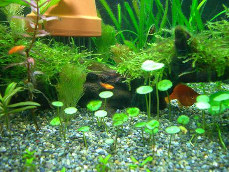 レッドソードテールの稚魚 ２週間 ソウルで金魚