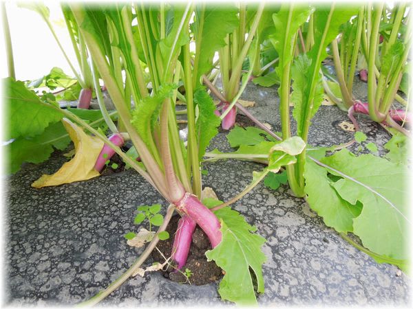 日野菜蕪
