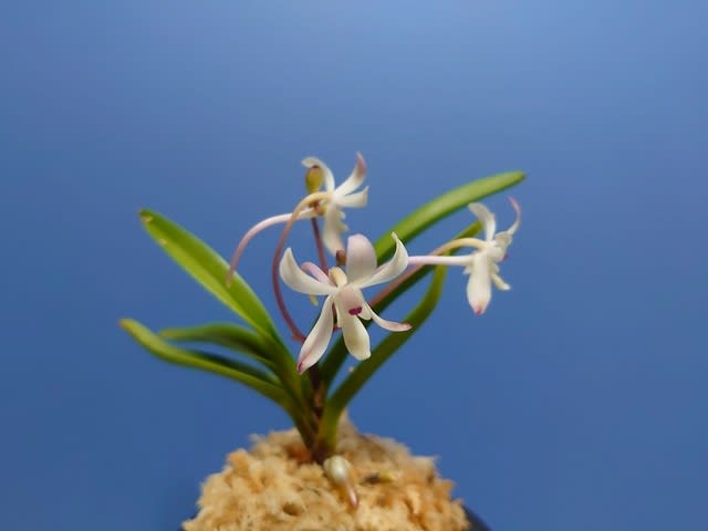 富貴蘭一直線 Precious Japan Orchid 伝統園芸植物生長記録