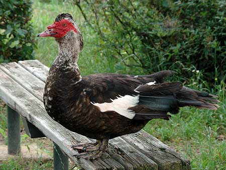 手賀沼で出会った鳥 その３ バリケン アルママの気まぐれ日記