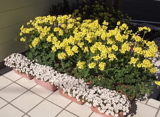 園芸 ガーデニング 3月の玄関 オキザリス セルヌア パーシーカラー 花いっぱい咲かせよう