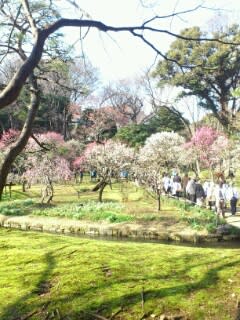 小石川後楽園梅見