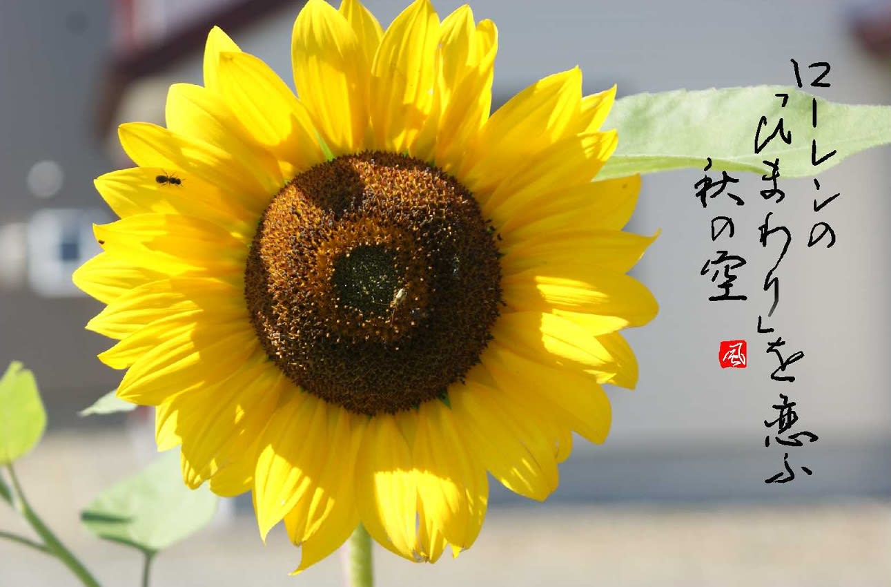 ひまわりや イタリアの太陽 といふ女優 秋の向日葵写真６枚 俳句６句 鴻風俳句教室