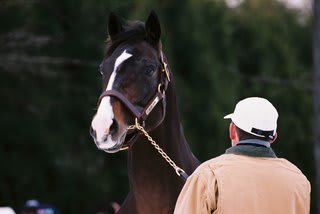 名馬写真館 ミスターマル外 ブラックホーク Weekend Turf お馬歳時記