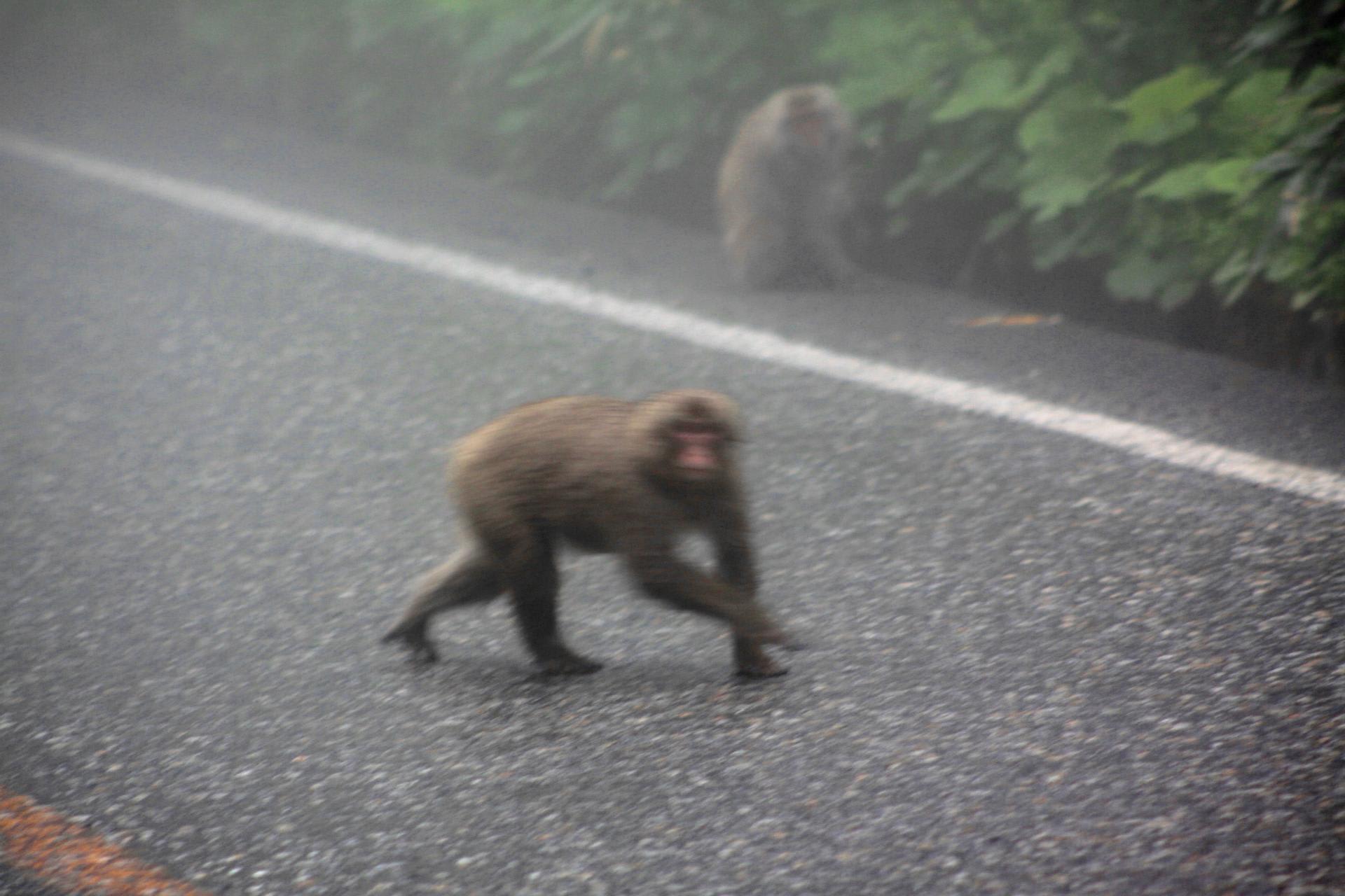 サル年です あけましておめでとうございます 自然三景