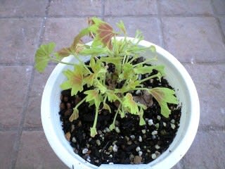 虫の被害 Ivy Gardening 虫の被害 Ivy Gardening
