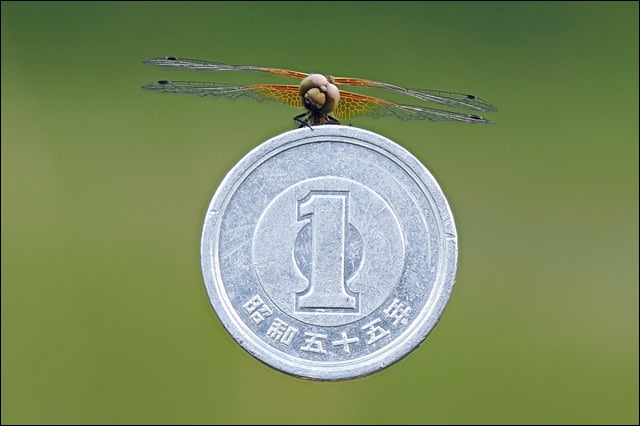 金色のカエルと蟹、蝶、バッタ、トンボなどの彫金箱 mqdefault.jpg