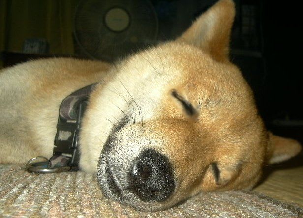なんだか癒される犬のかわいい画像 大阪最安値ペット訪問葬儀 ななペットセレモニー