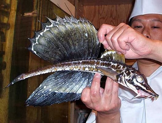 北の高級魚 八角 田舎の倉庫