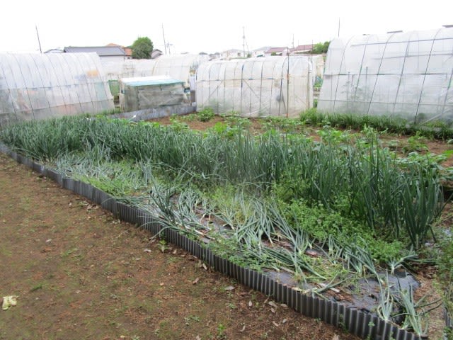5月7日 タマネギ収穫しました ビギナーの家庭菜園 5月7日 タマネギ収穫しました ビギナーの家庭菜園
