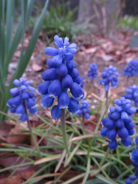 青紫の丸い花が鮮烈な ムスカリ 早春の花 023 野の花 庭の花