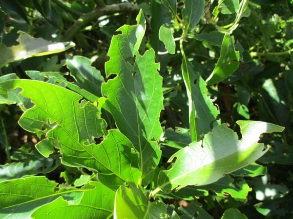 アボカドの葉をかじる珍虫 熱帯果樹写真館ブログ