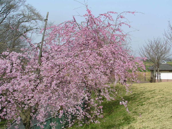 枝垂れ桜5分咲?(3/29)