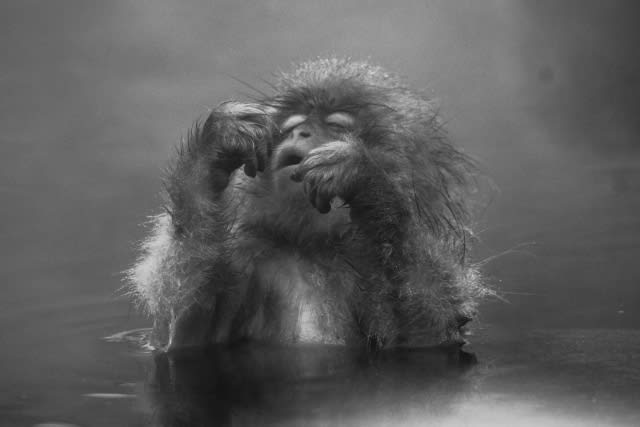 スノーモンキー モノクローム子ザルの表情 長野県地獄谷 風と水の記憶 Mitsuhiro S Photo Page 田谷光宏 スノーモンキー モノクローム子ザルの表情 長野県地獄谷 風と水の記憶 Mitsuhiro S Photo Page 田谷光宏