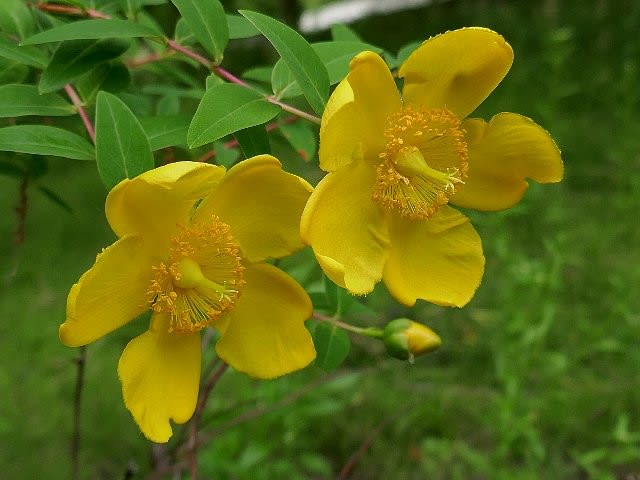 初夏に咲く良く似た黄色の花 庭先の四季