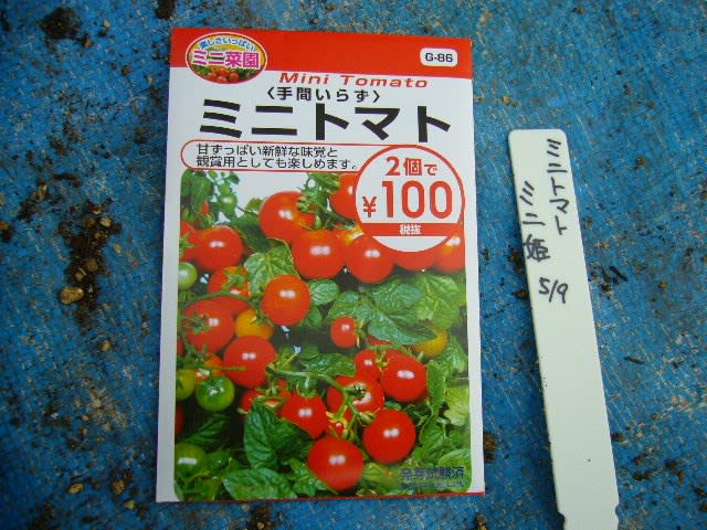 ミニトマト ミニ姫 栽培開始 ポピーと薄荷とブルーエルフィンのブログ