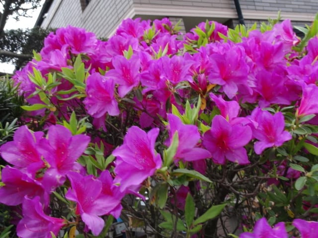 ツツジの種類 花と風景 鹿児島県