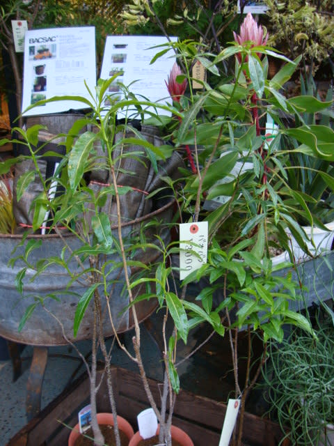 ザーバオバブ Botanical Fuga