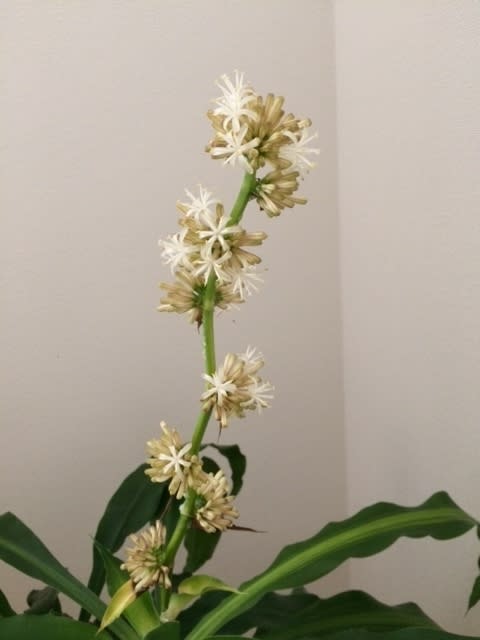 幸福の木に花が咲きました 日々遊遊 幸福の木に花が咲きました 日々遊遊