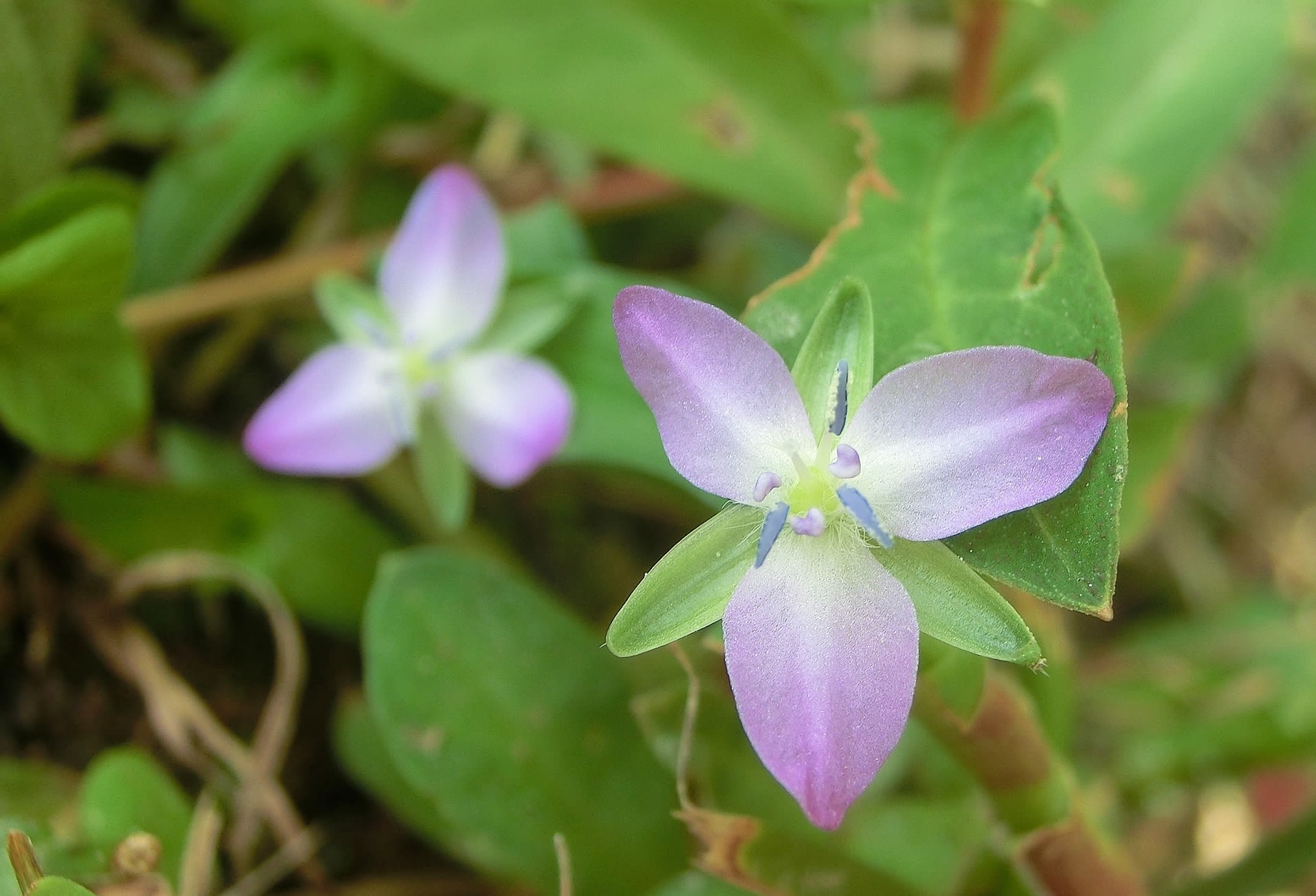 イボクサ 疣草 ツユクサ科 ひげ爺さんのお散歩日記 イボクサ 疣草 ツユクサ科 ひげ爺さんのお散歩日記