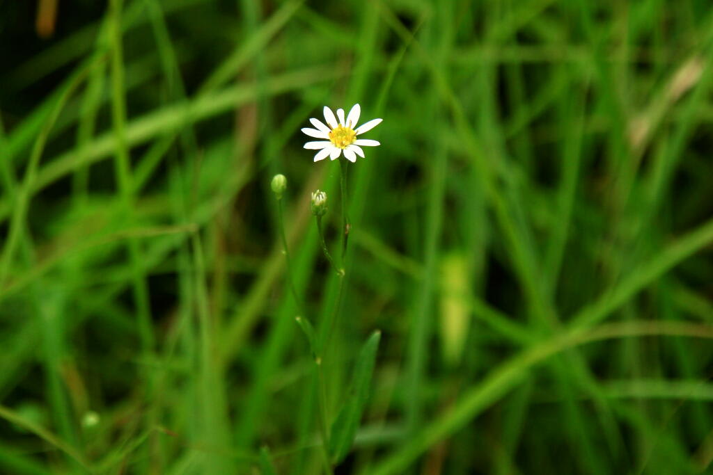 季節の花　サワシロギクとウメバチソウの画像