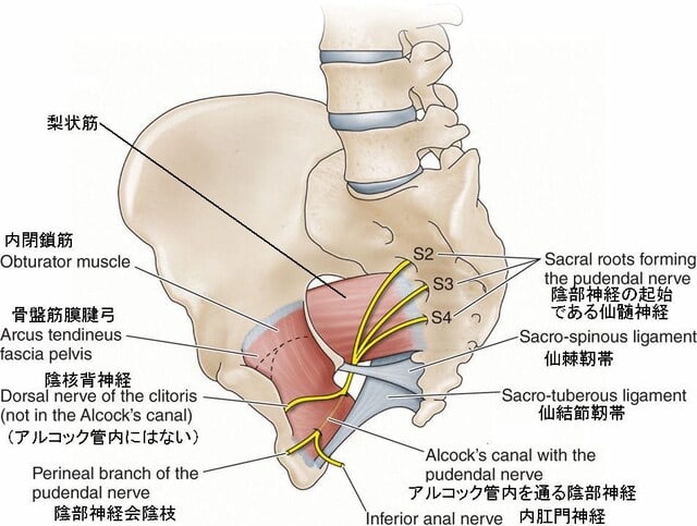 腰下肢症状 のブログ記事一覧 現代医学的鍼灸治療