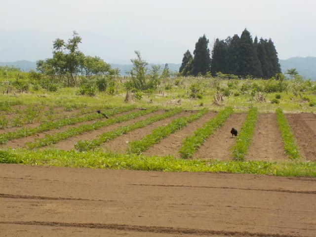 ジャガイモの天敵 テントウムシダマシ 畑に吹く風