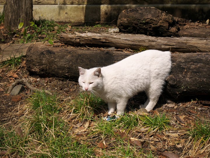 愛宕神社と白猫さん 私目線