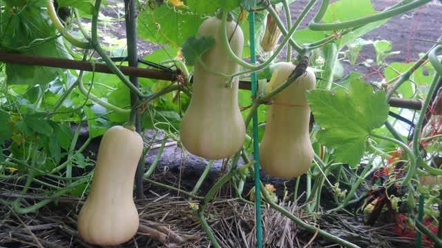 19 8 1 バターナッツかぼちゃ 街中の野菜畑で 援農ボランティア日記 19 8 1 バターナッツかぼちゃ 街中の野菜畑で 援農ボランティア日記