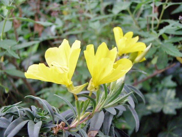 昼咲く イブニング プリムローズ アフリカン サン Evening Primrose African Sun の花 モノトーンでのときめき