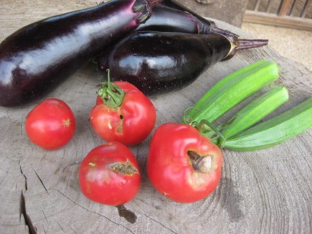 虫食いトマト 菜園部 ぶ