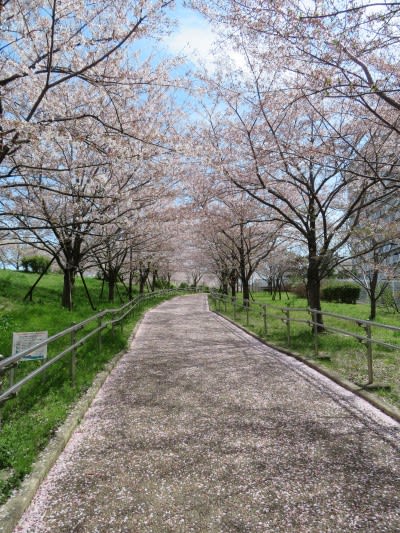 0406小松川千本桜の桜吹雪の道