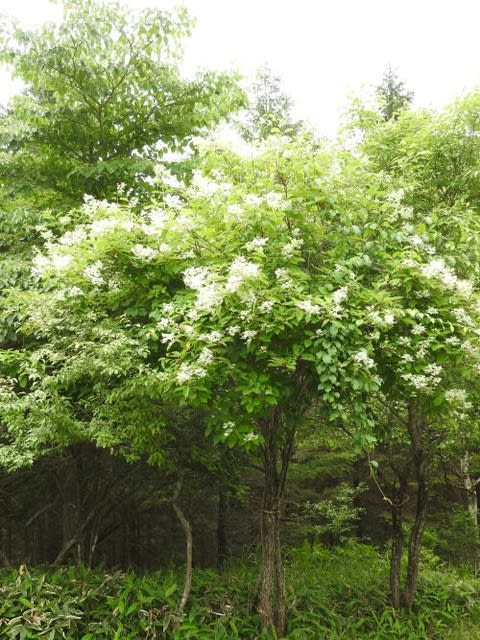 高ボッチ高原・鉢伏山で最近咲いている花　ノリウツギ（糊空木）