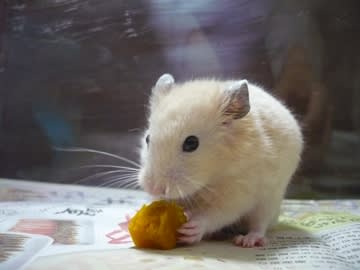 かぼちゃうまうま かぼちゃうまうま