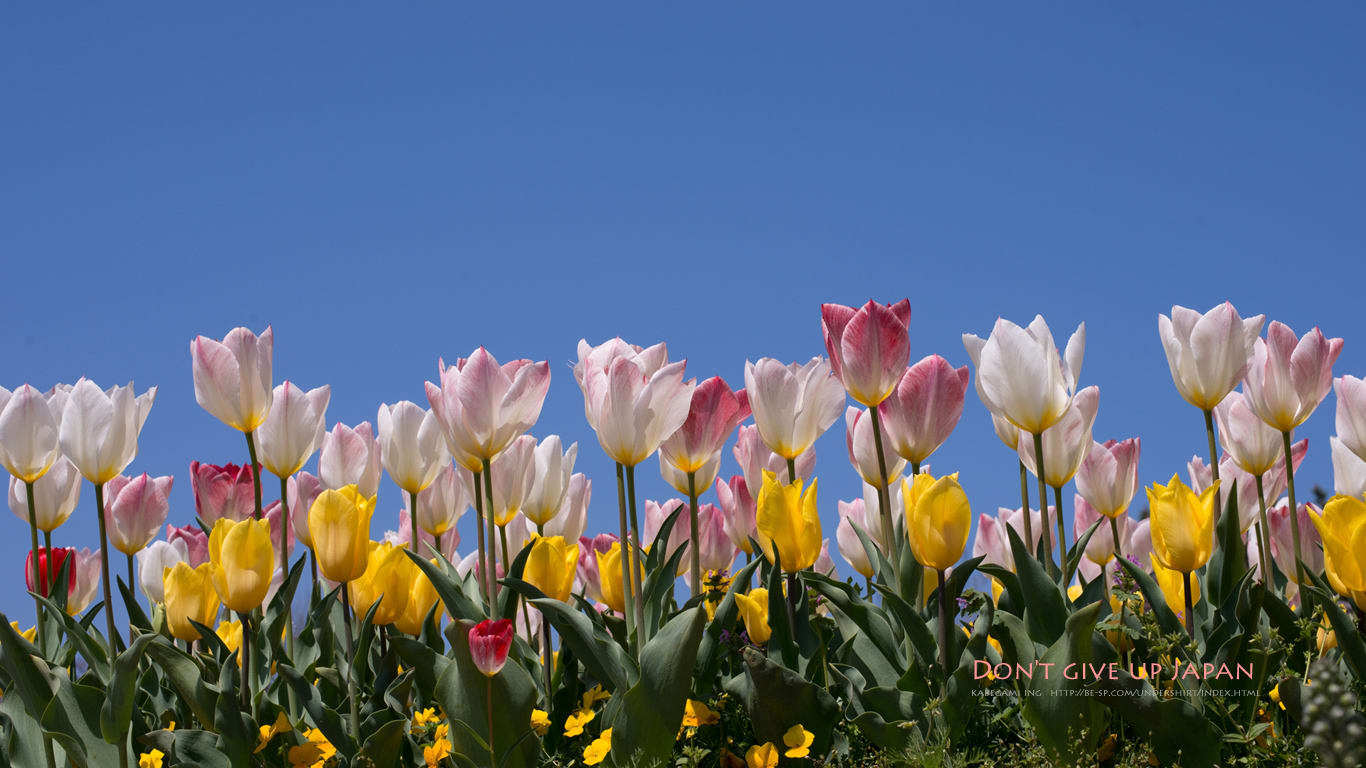 春の空とチューリップ 壁紙ing管理人の写真ブログ