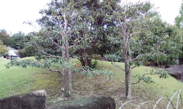 シラカシ 日本庭園主庭の芝の中央の道側 の剪定 カルス