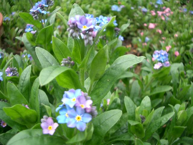 「勿忘草　１　四月二十日」