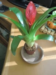 珍しいミニ植物に満足 フリーシア クリスティアーナ ならしのの風に乗って