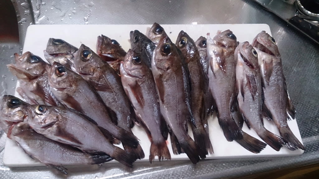 メバルの産卵は終わりました 中村 幸春 夢丸釣行記