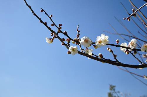 NHK朝ドラ「てっぱん」に高槻登場! Sera の本棚