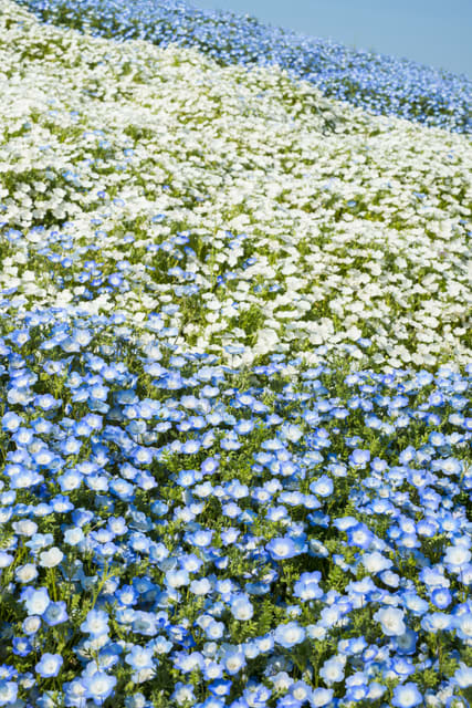 ネモフィラインシグニスブルー ホワイト 国営ひたち海浜公園 ヒゲオヤジ 花と写真のetc