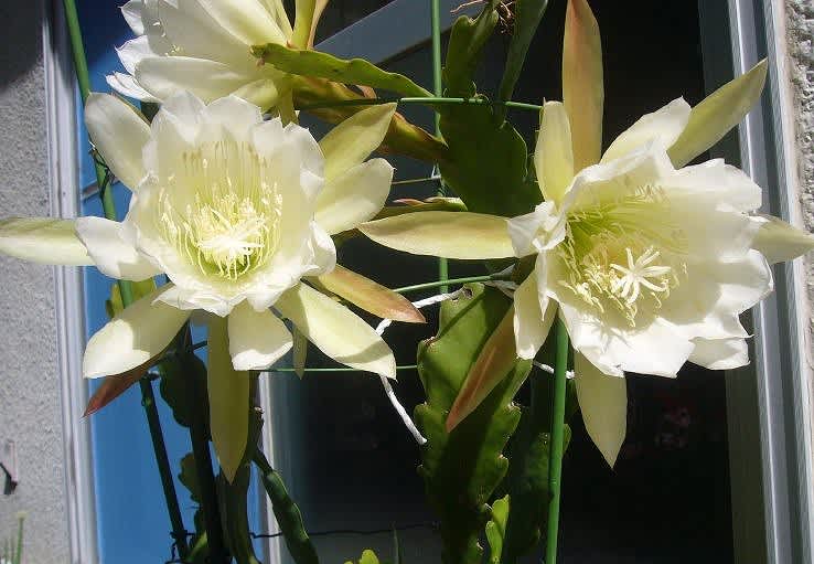 月下美人 ディスカバリー伊豆 月下美人 ディスカバリー伊豆