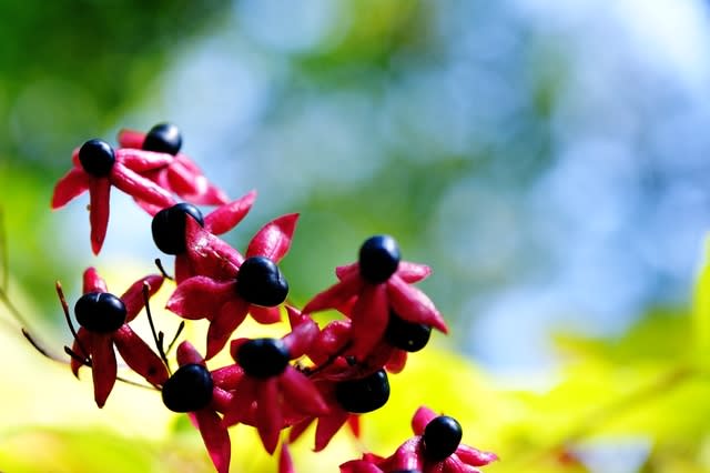 DSC_0130_クサギの実.jpg