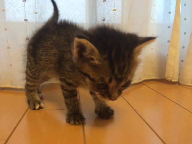 おちりくちゃい 食べたり眠ったり 2 Nyan