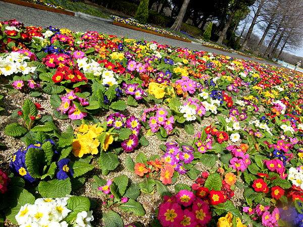 長居植物園の花たち マドンナのナイショ話