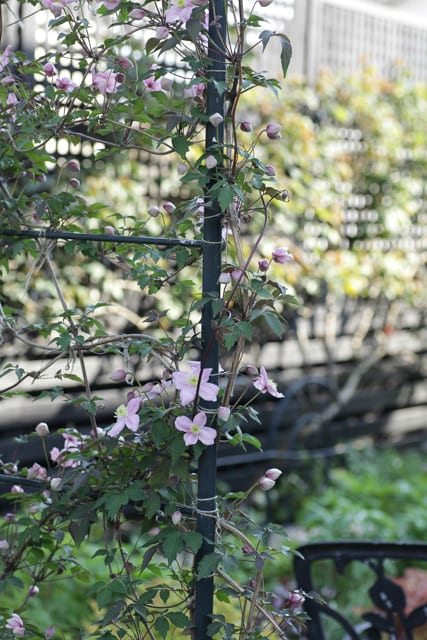 クレマチス・モンタナ・メイリーンの開花と今日の庭
