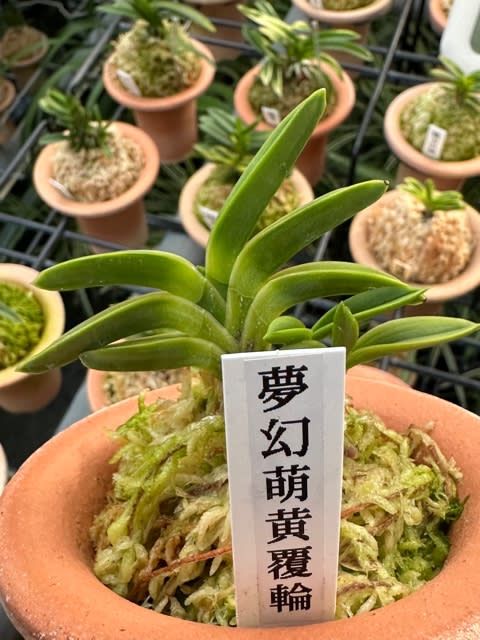 をお手頃な 富貴蘭 白龍の舞 growthcenter.icontinental.edu.pe