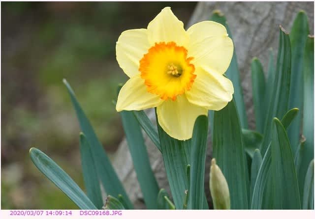 タイハイスイセン 大杯水仙 散歩写真